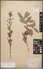 Foto von Salix caprea L. x Salix purpurea L.